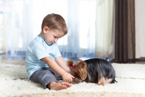 Heartland Pest Control Inc. - Wichita pest control service