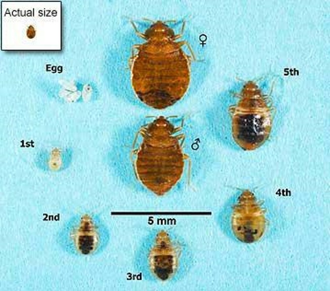 Bed Bugs Heartland Pest Control Inc 